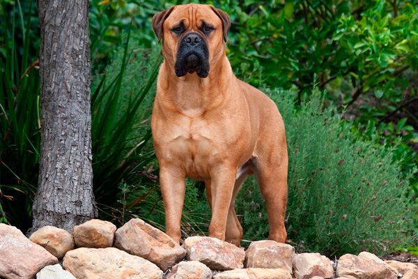 razas de perros