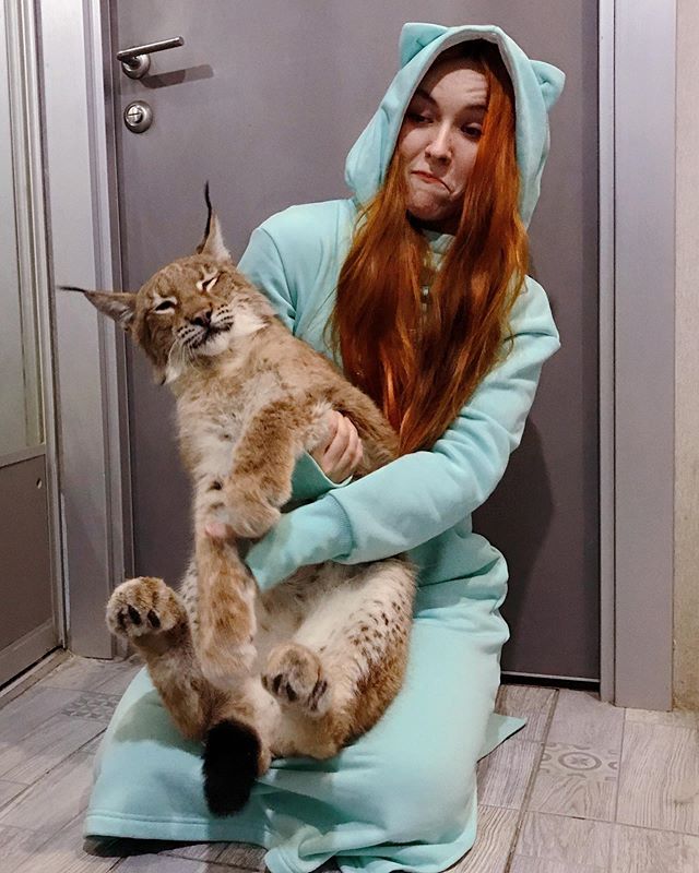 gatitos Lynx y se convierte en una sensación en Internet