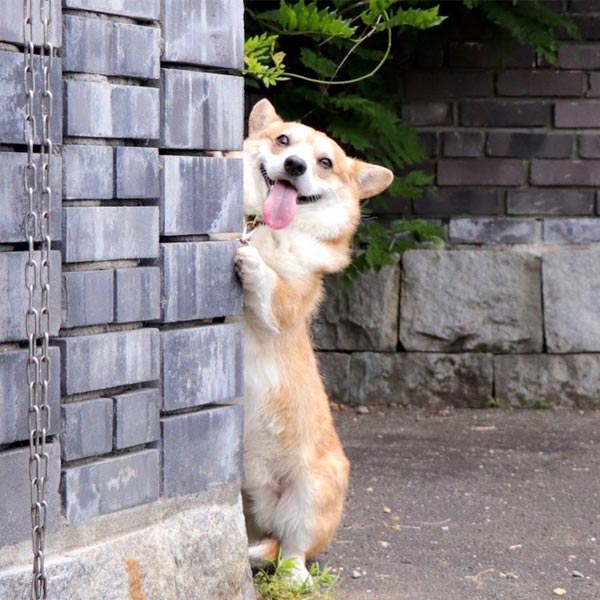 Gen The Corgi