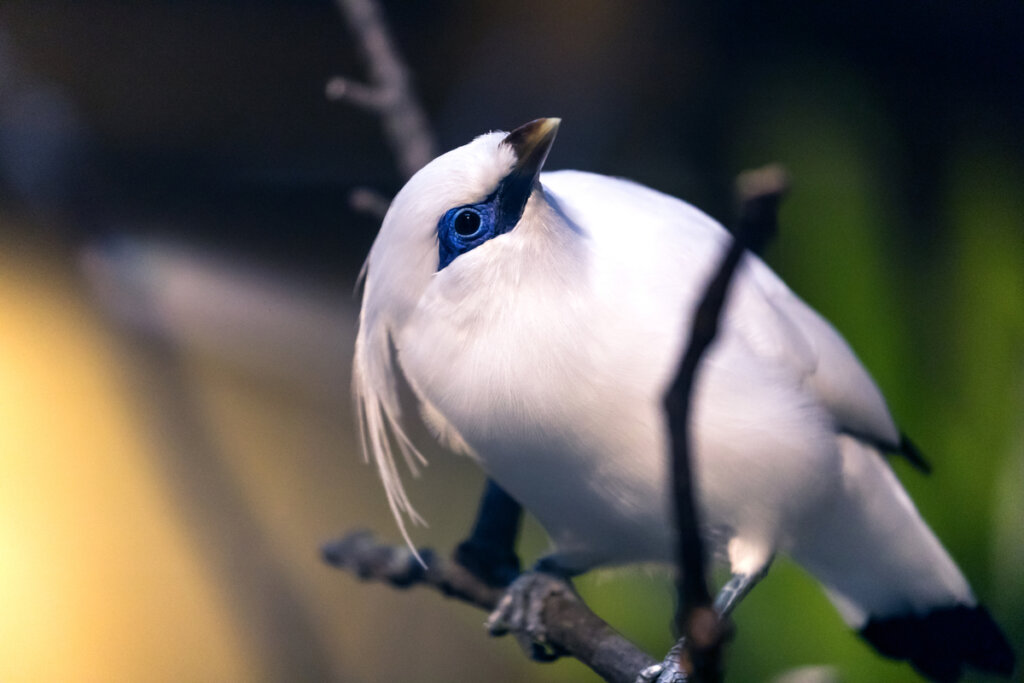 Aves más hermosas y extrañas del mundo