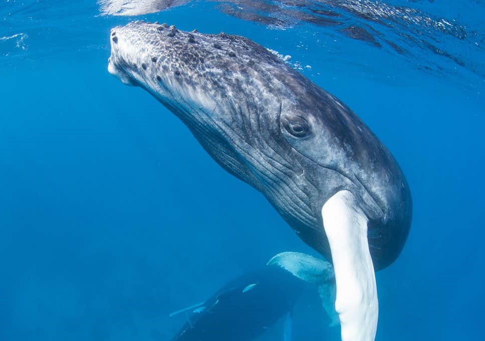 En la misma línea, el canto de la ballena viaja increíblemente lejos Siete hechos sensacionales sobre la voz | bayas de cerebro