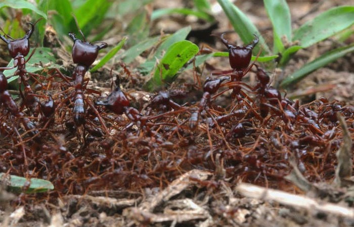 Hormigas conductoras | Los insectos más mortíferos del mundo. bayas de cerebro