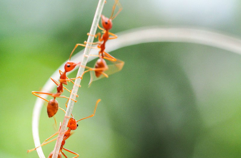 Hormigas de fuego | Los insectos más mortíferos del mundo. bayas de cerebro