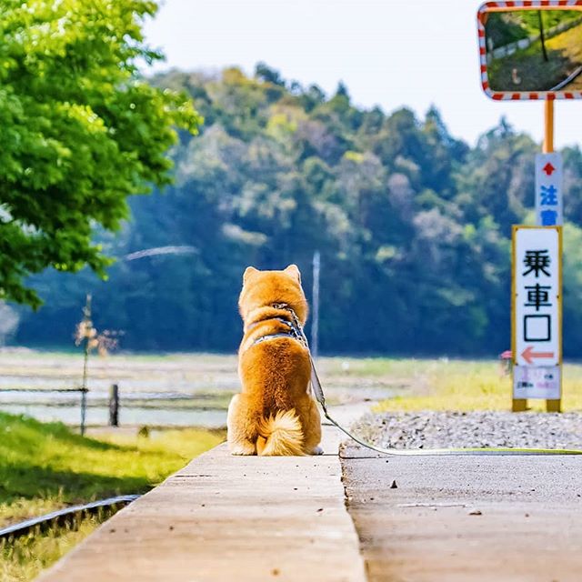 El Shiba Inu más feliz en Instagram #13 | bayas de cerebro