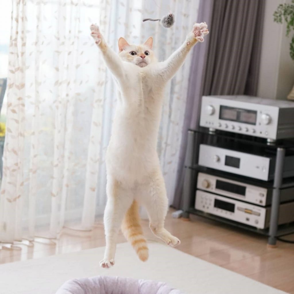 Gato bailarín japonés n.° 1 | bayas de cerebro