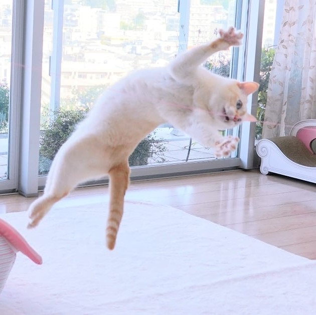 Gato bailarín japonés n.° 6 | bayas de cerebro