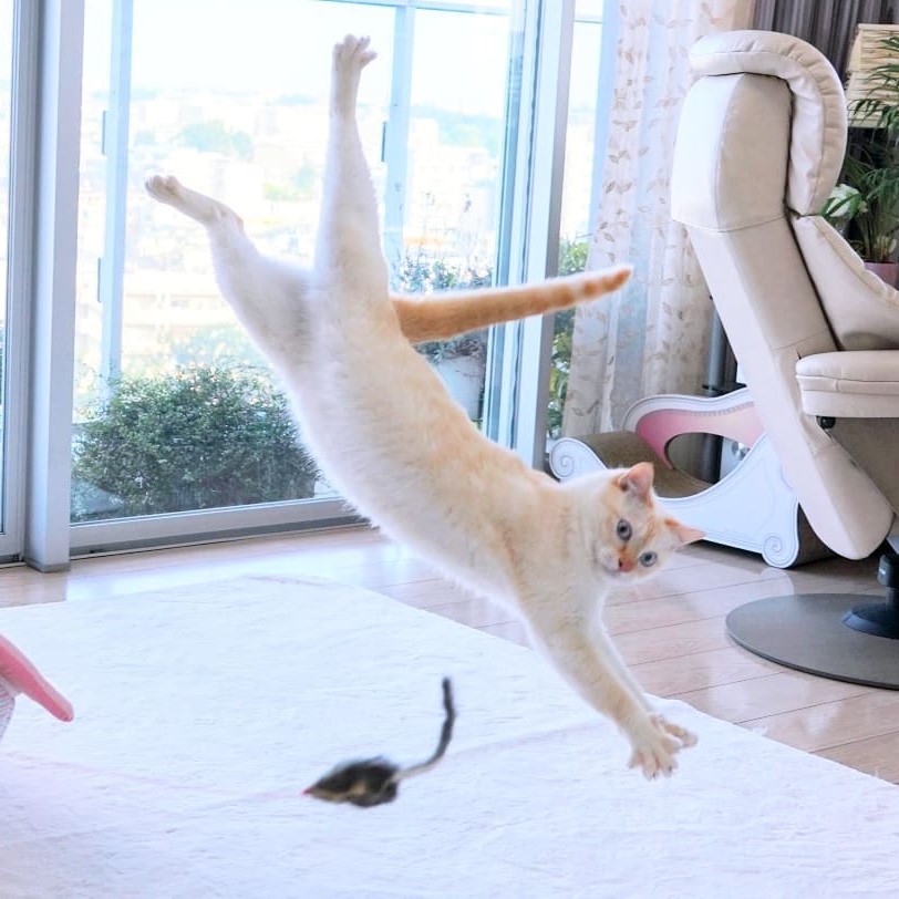 Gato bailarín japonés n.° 9 | bayas de cerebro