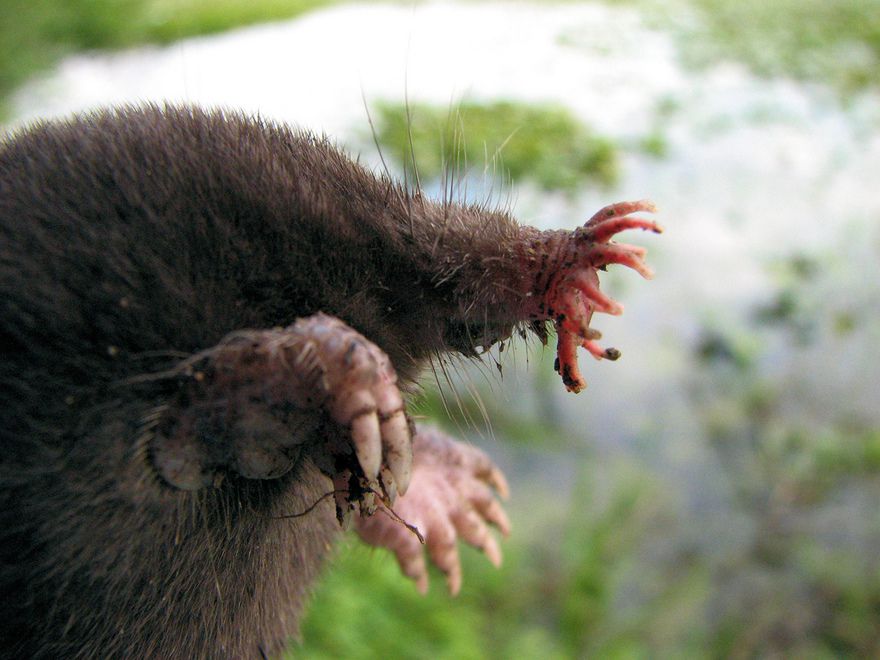 15 de los animales más aterradores que nunca conociste 7