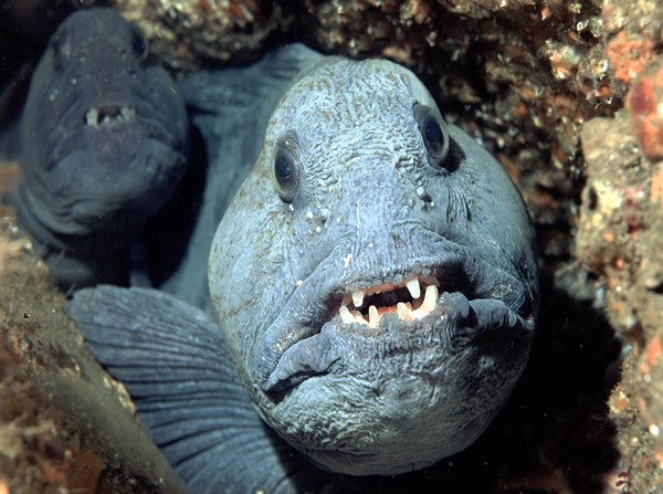 15 de los animales más aterradores que nunca conociste 9
