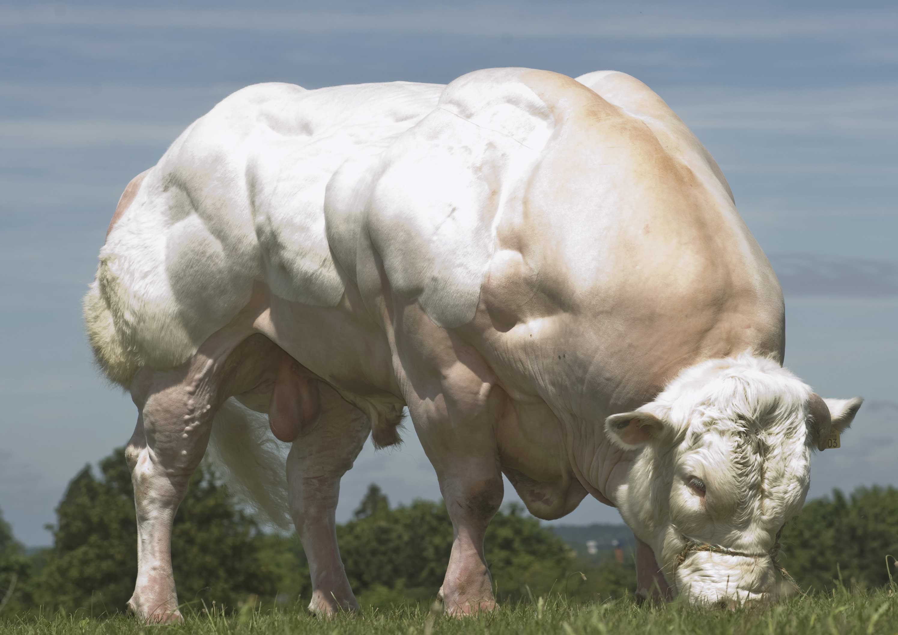 Mascotas que se parecen a Arnold Schwarzenegger de Animal Kingdom 2