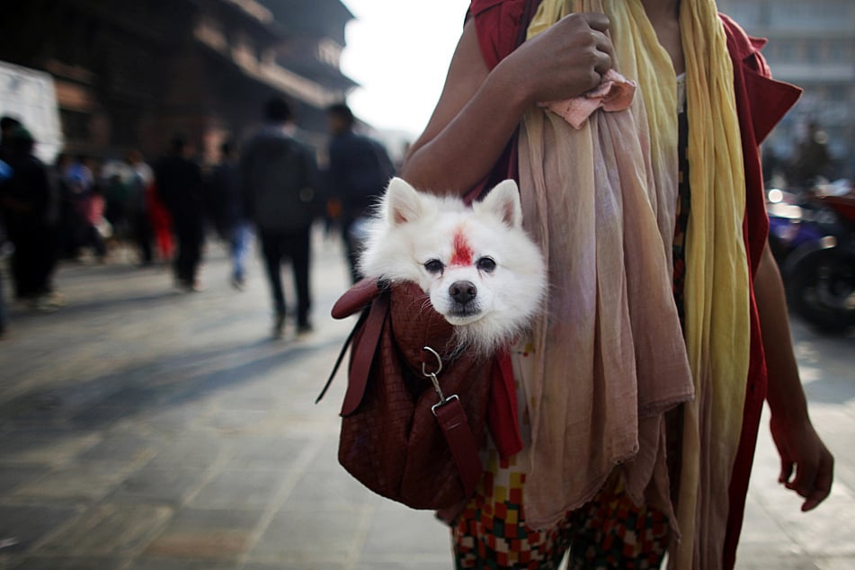 Festival de Nepal para celebrar perros