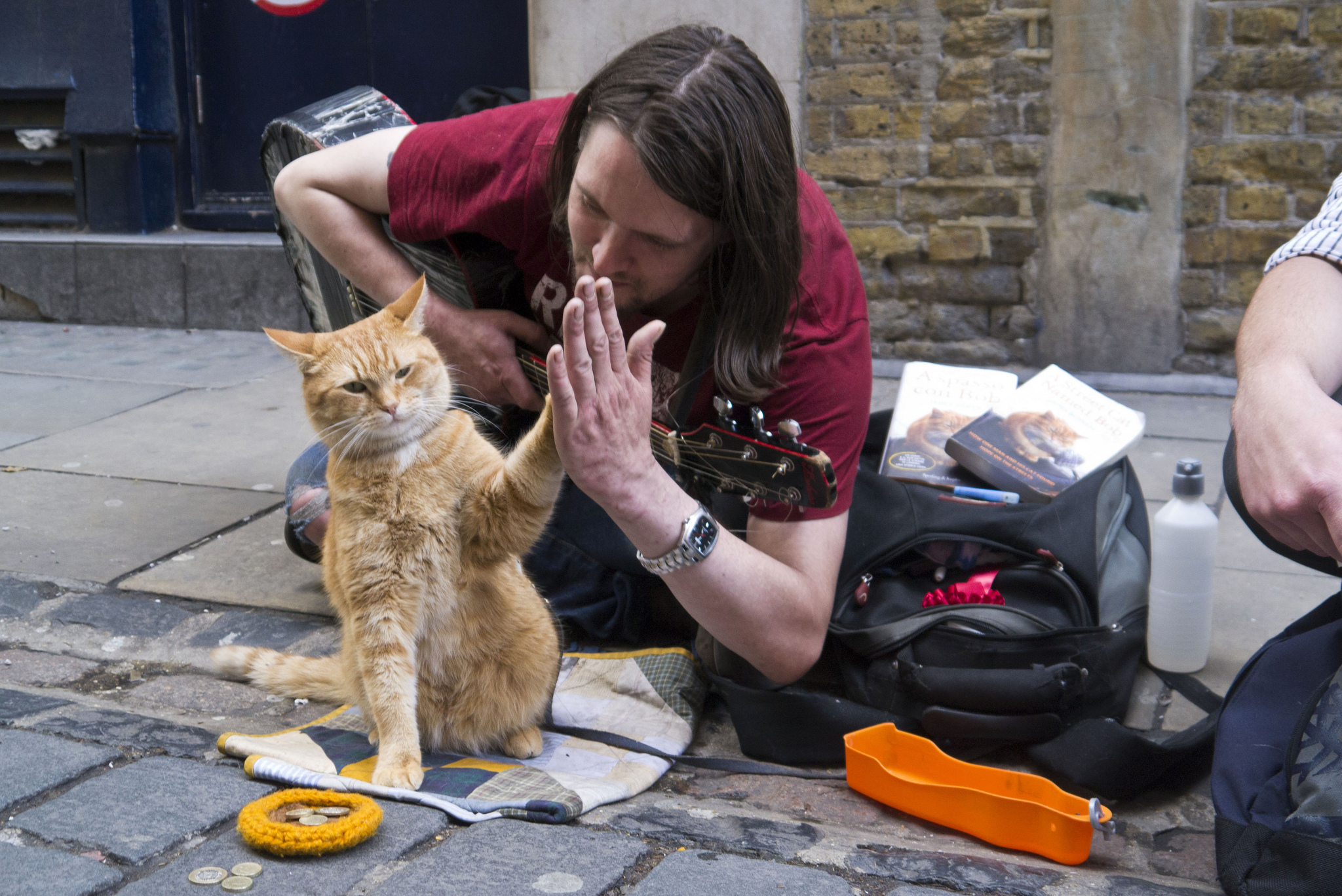 Gato callejero Bob 6