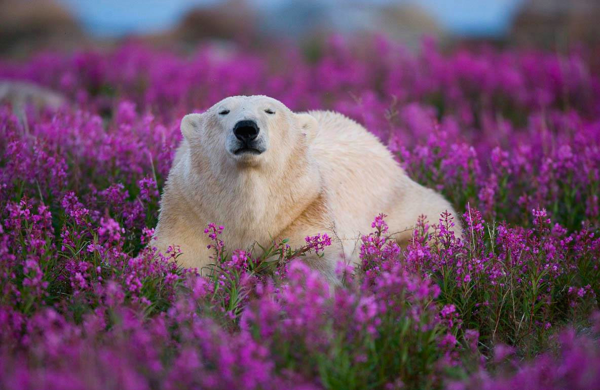 El oso mínimo polar que has visto. Folleto de boom