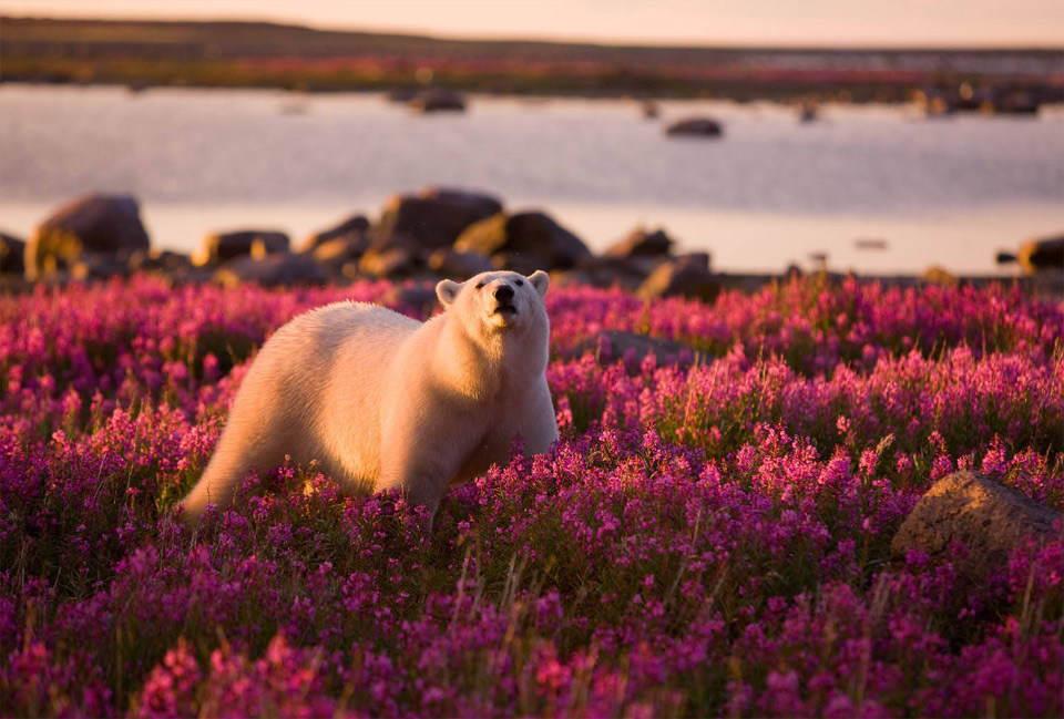 El oso mínimo polar que has visto. Boom 5: