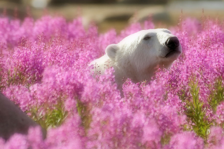 El oso mínimo polar que has visto. Boom 6 años