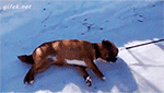 animales-invierno-10