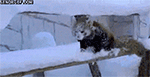 animales-invierno-14