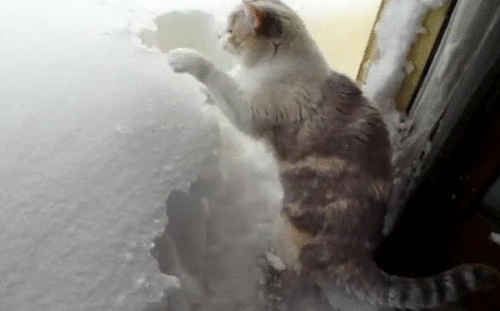 animales-invierno-19: