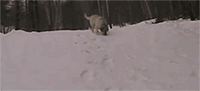 animales-invierno-20
