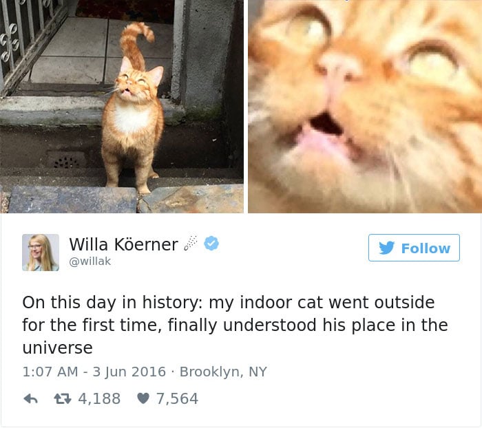 gatos-twitter-memes-2016-23