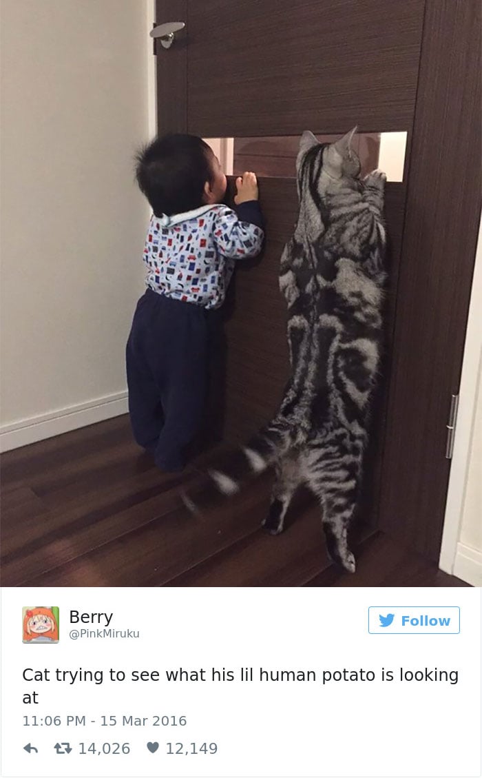 gatos-twitter-memes-2016-24