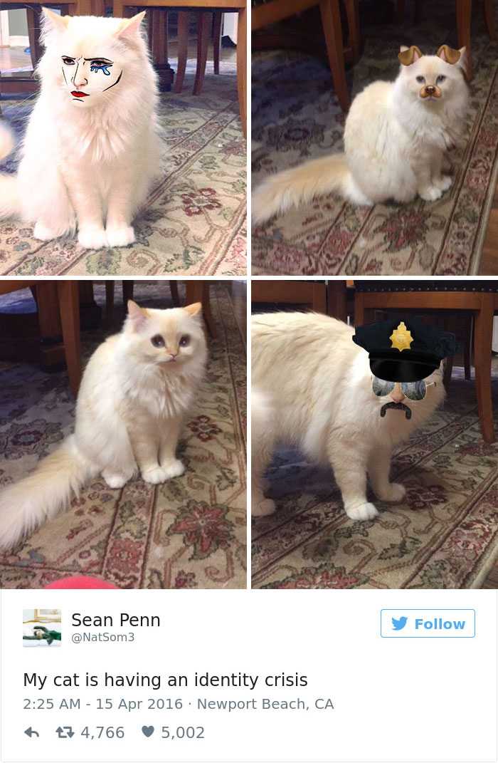 gatos-twitter-memes-2016-33