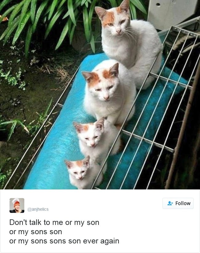 gatos-twitter-memes-2016-6