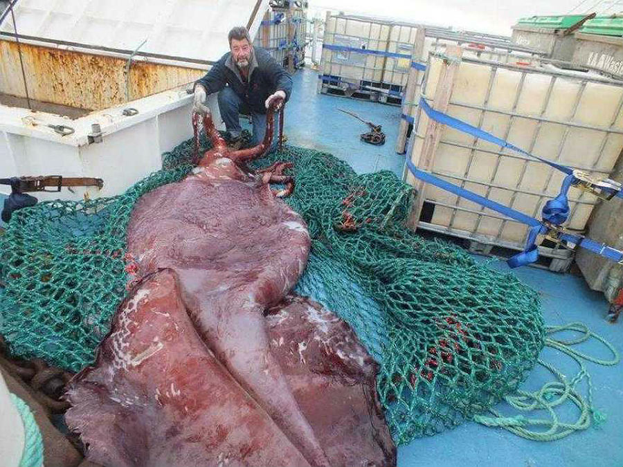 Criaturas prehistóricas de aspecto loco que todavía existen hoy en día 09
