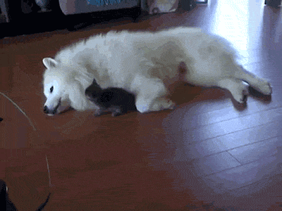 divertidos-gifs-de-ataque-de-gato-para-alegrar-tu-día-19