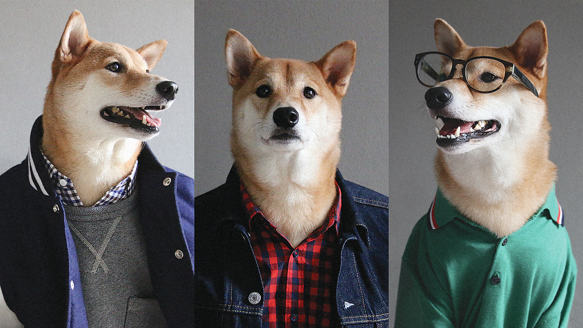 los perros-mas-famosos-de-internet-08