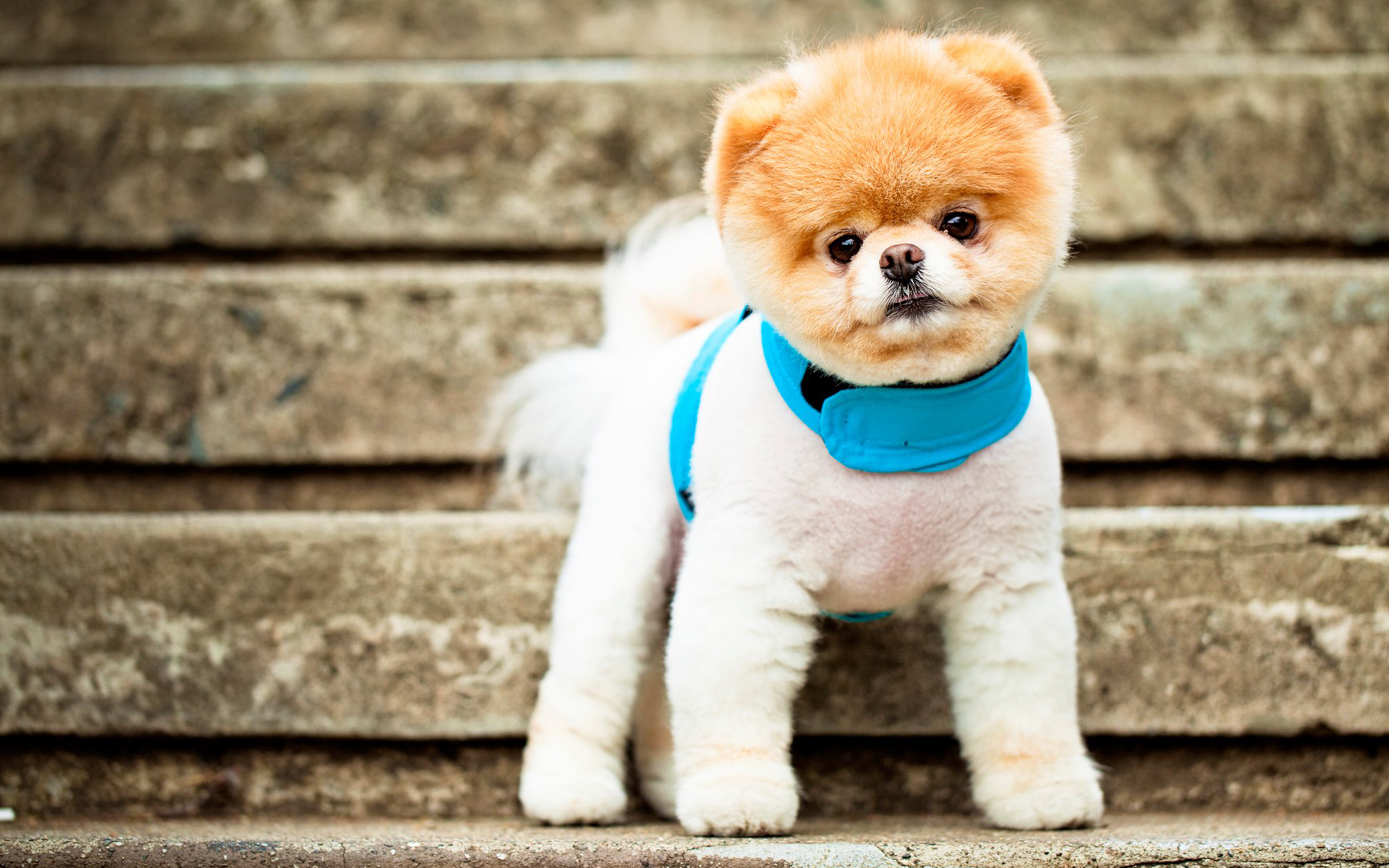 perros-mas-populares-de-internet-24