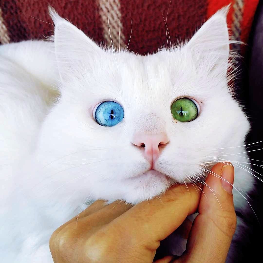 Hermosas mutaciones 15 heterocromia15 fotos impresionantes