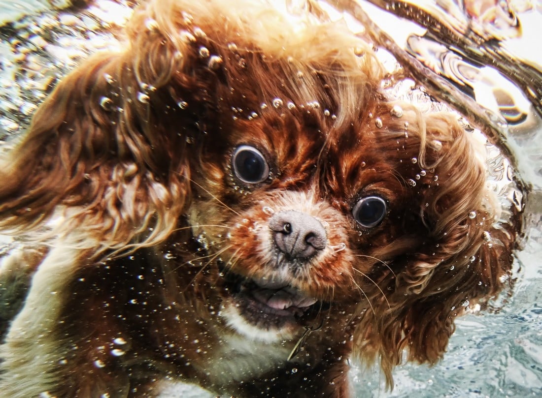 Perros submarinos, Seth Casteel 15