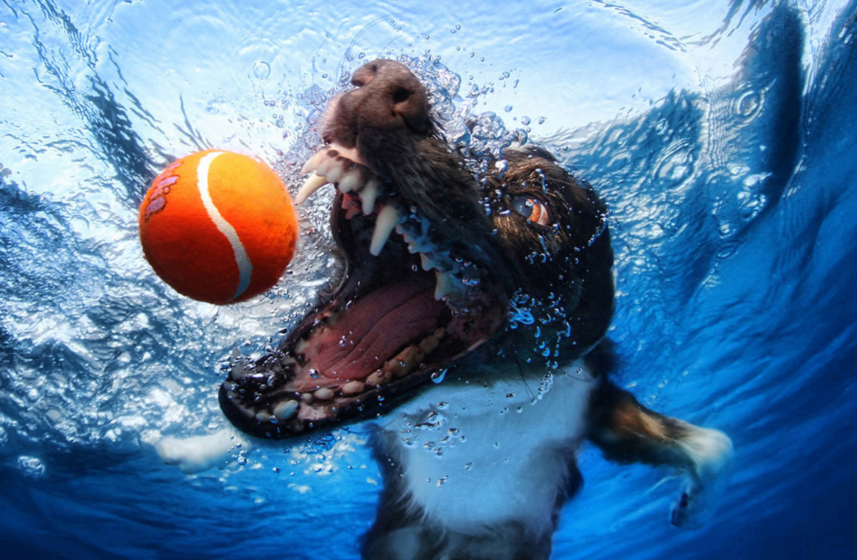 Perros submarinos, Seth Casteel 17