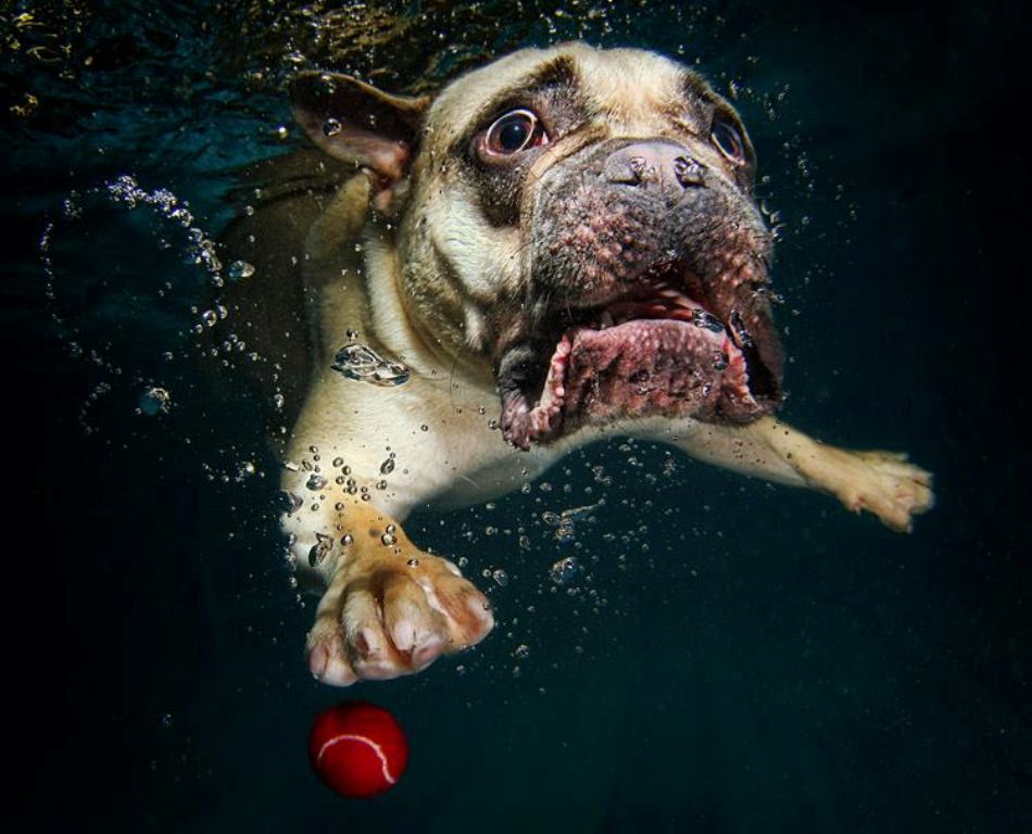 Perros submarinos, Seth Casteel 2: