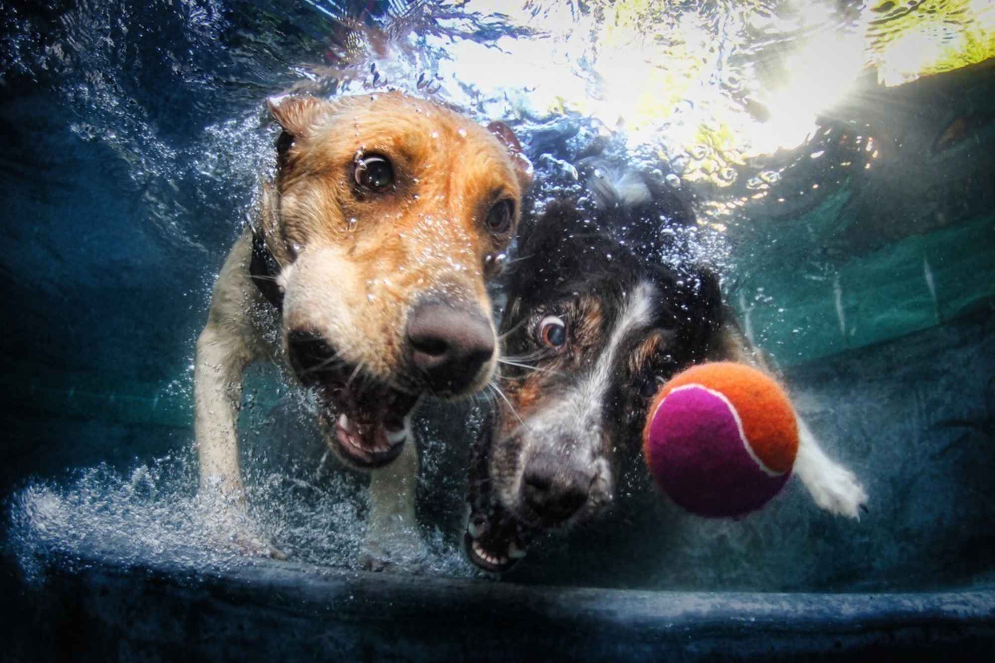 Perros submarinos, Seth Casteel 5: