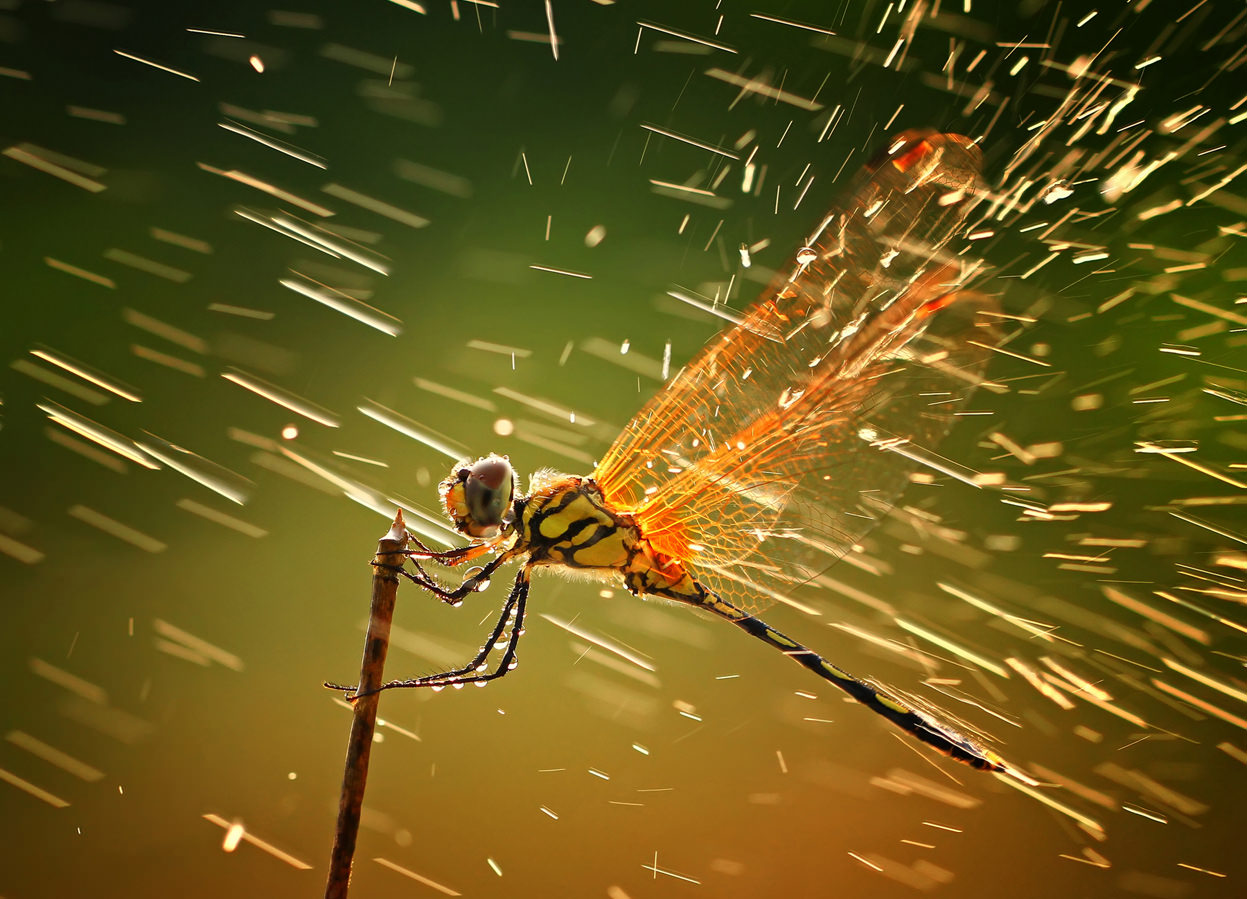Macro_photos_that_take_you_to_another_world_09