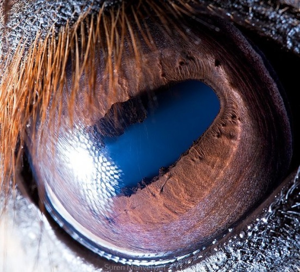 Macro_photos_that_take_you_to_another_world_20