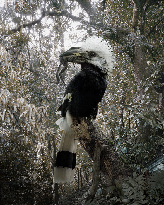 Reino de animales apocalípticos Simen Johan:
