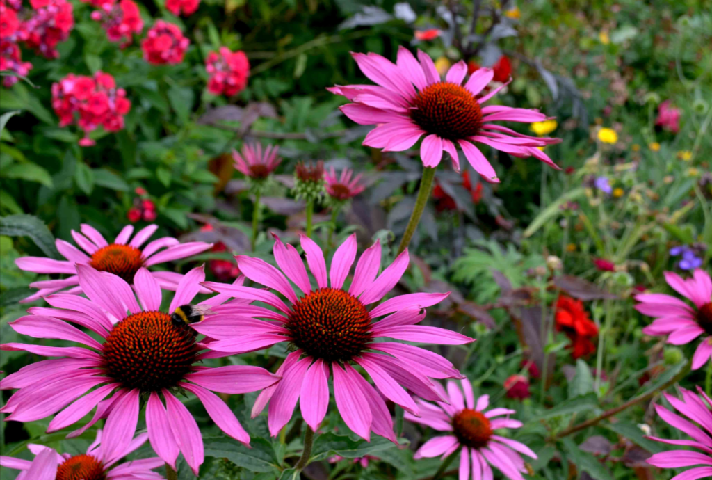 Echinacea