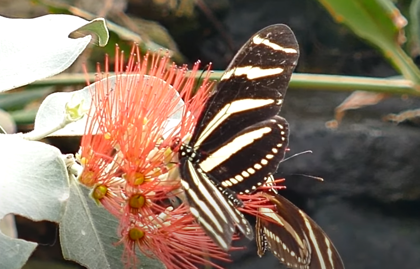 Mariposas en una flor