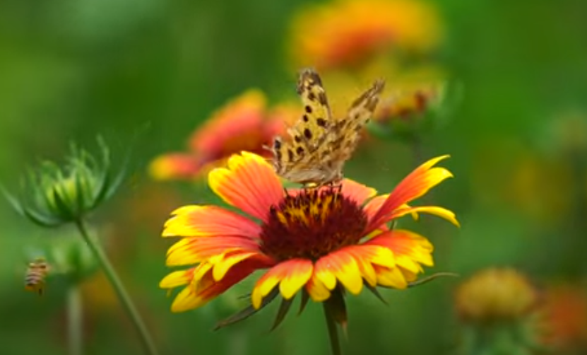 Mariposa sobre flor de girasol