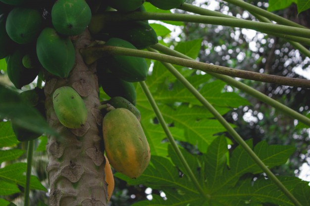 hojas de papaya